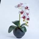 Ver imagem 2 de Arranjo de 1 Orquídea Tigre em Vaso Preto Fosco Isa