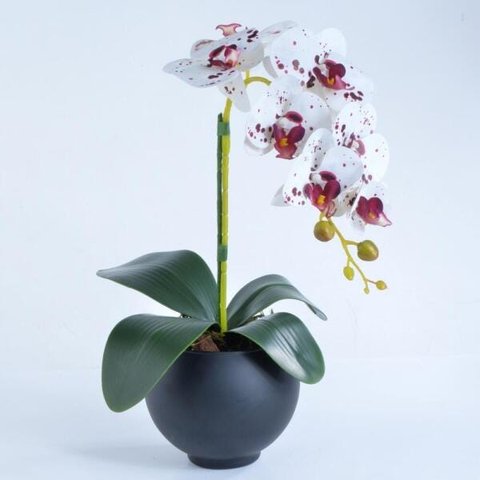Arranjo de 1 Orquídea Tigre em Vaso Preto Fosco Isa