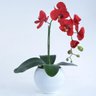 Arranjo de Orquídea Vermelha em Vaso Branco Fosco - 3