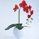 Ver imagem 1 de Arranjo de Orquídea Vermelha em Vaso Branco Fosco