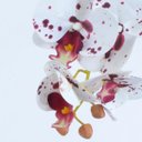 Ver imagem 2 de Arranjo de Orquídea Artificial Tigre em Cachepô Lily