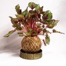 Cachepô vaso para kokedama Entalhes Bronze - 1