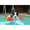 Plataforma Pet Anti-Afogamento para Cachorro Save Dog Segurança na Piscina Freso - 8