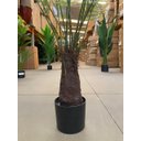 Ver imagem 6 de Planta Artificial Samambaia Samambaiaçu Grande para Sala com 120cm