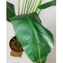 Ver imagem 3 de Arvore Planta Verde Palmeira Ravenala Luxo 160cm Artificial