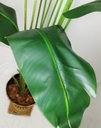 Ver imagem 3 de Arvore Planta Verde Palmeira Ravenala Luxo 160cm Artificial