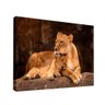 Quadro Leoa e Filhote Br Artes Pequeno 60x40 - 1