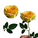 Ver imagem 3 de 12 Flores Rosas Artificiais Creme Alta Qualidade para Mesa Sala e Escritório