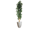 Ver imagem 1 de Planta Árvore Artificial Bambu 2,18m Com Vaso Areia 44