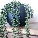 Ver imagem 2 de Arranjo Pendente de Rosário Artificial em Vaso Preto Fosco