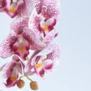 Ver imagem 3 de Arranjo de Orquídea Estampada em Vaso Nude Fosco Lara