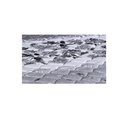 Ver imagem 3 de Colchão Toraflex Espuma Solteiro Coala D33 78x188x20