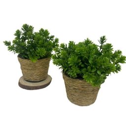 Conjunto Vaso Pequeno de Plástico com Corda Sisal Revestida - 2