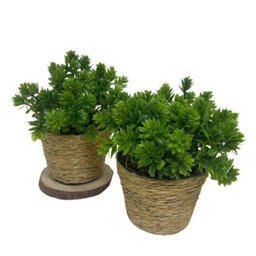 Conjunto Vaso Pequeno de Plástico com Corda Sisal Revestida - 4