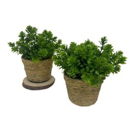Conjunto Vaso Pequeno de Plástico com Corda Sisal Revestida - 3