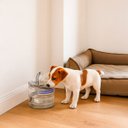 Ver imagem 4 de Bebedouro Fonte Elétrico Silencioso 2l Pet Cães Gatos Água