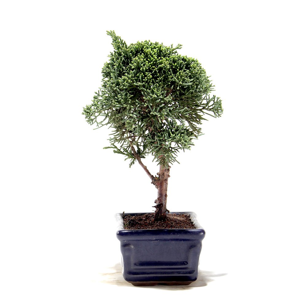 Bonsai Shimpaku 03 Anos - 2