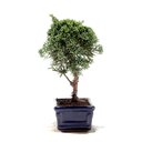 Ver imagem 2 de Bonsai Shimpaku 03 Anos