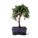 Ver imagem 1 de Bonsai Shimpaku 03 Anos