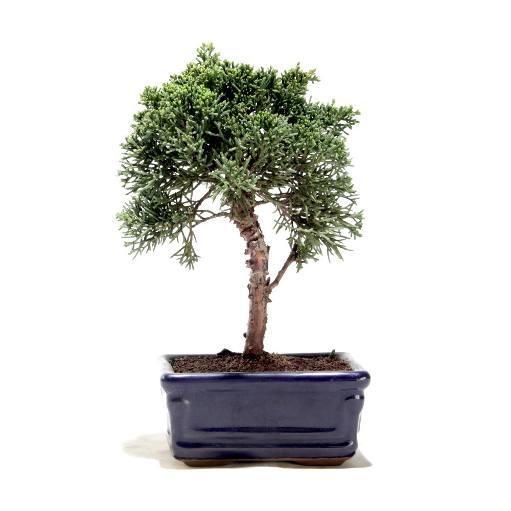 Bonsai Shimpaku 03 Anos - 3