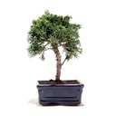 Ver imagem 3 de Bonsai Shimpaku 03 Anos