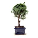 Ver imagem 4 de Bonsai Shimpaku 03 Anos