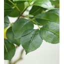 Ver imagem 3 de Arvore Planta Limão Siciliano 12 Frutas 120cm Artificial Realista