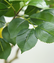 Ver imagem 3 de Arvore Planta Limão Siciliano 12 Frutas 120cm Artificial Realista