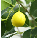 Ver imagem 2 de Arvore Planta Limão Siciliano 12 Frutas 120cm Artificial Realista