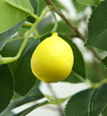 Ver imagem 2 de Arvore Planta Limão Siciliano 12 Frutas 120cm Artificial Realista
