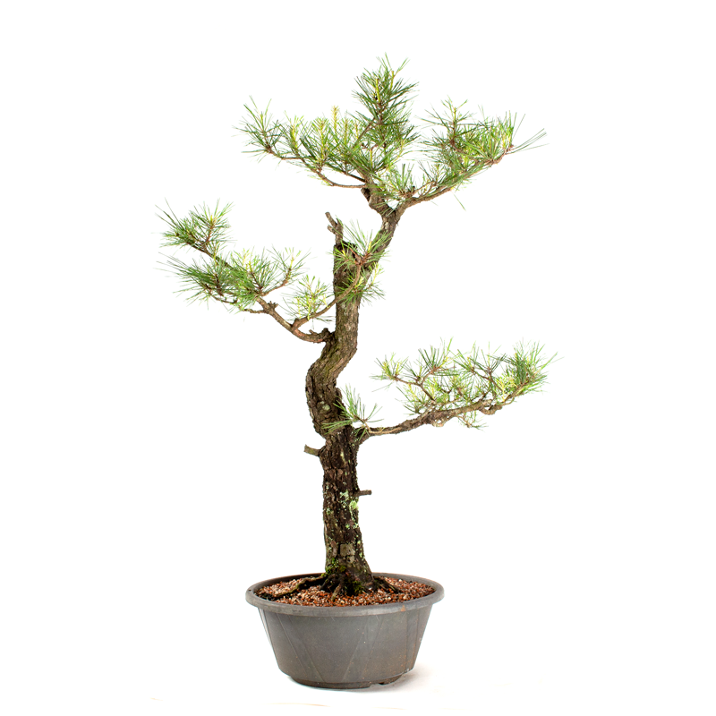 Pré-bonsai Pinus Elliottii 23 Anos - 3