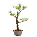 Ver imagem 3 de Pré-bonsai Pinus Elliottii 23 Anos