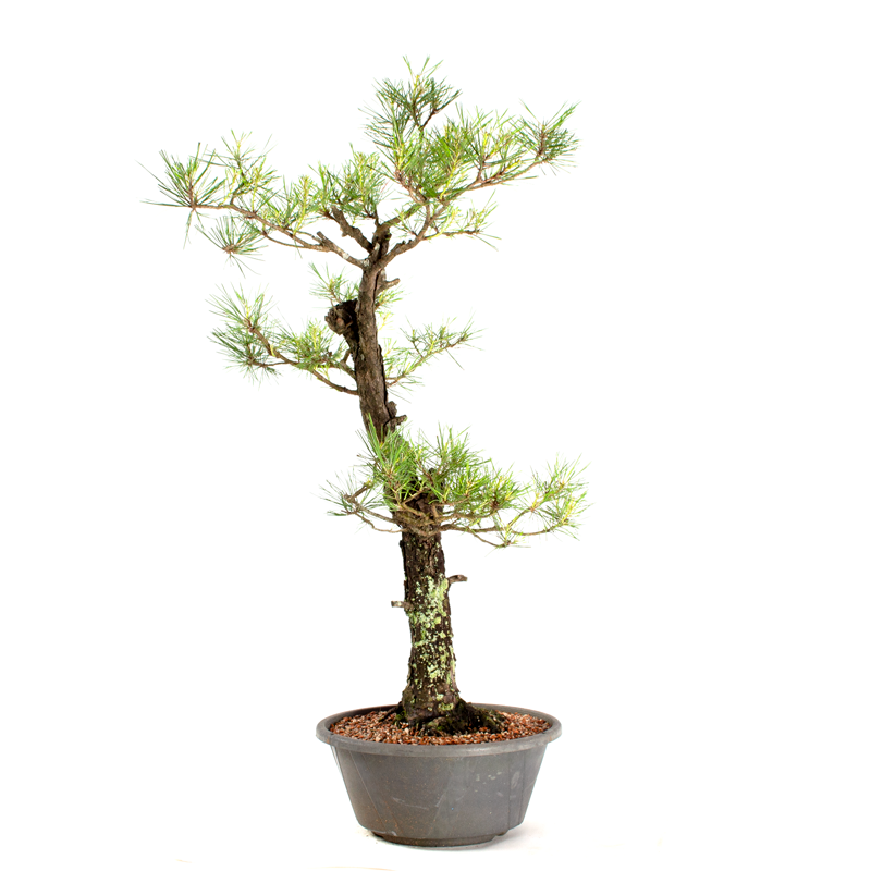 Pré-bonsai Pinus Elliottii 23 Anos - 4