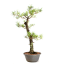 Ver imagem 4 de Pré-bonsai Pinus Elliottii 23 Anos