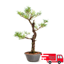 Ver imagem 1 de Pré-bonsai Pinus Elliottii 23 Anos