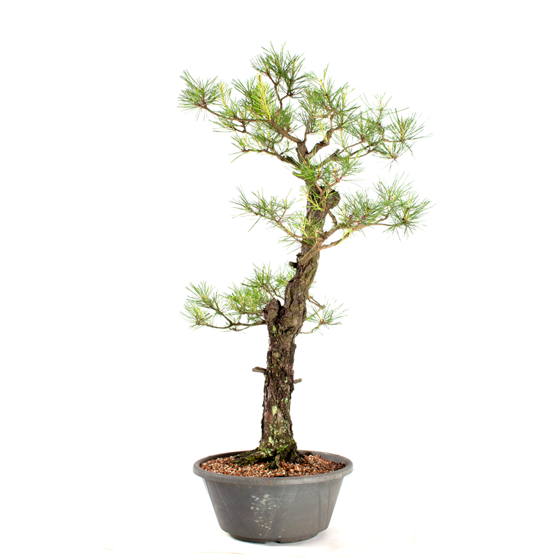 Pré-bonsai Pinus Elliottii 23 Anos - 2