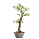 Ver imagem 2 de Pré-bonsai Pinus Elliottii 23 Anos