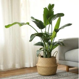 Cesto Vaso Planta Palha Fibra Jardim Enfeite Flor Grande - 3