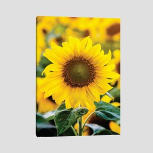 Quadro Girassol Tela No Chassi 63X42Cm