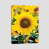 Quadro Girassol Tela No Chassi 63X42Cm - 1
