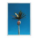 Ver imagem 1 de Coconut Tree:Branca/42 x 29.7 cm