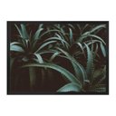 Ver imagem 1 de Aloê:Preta/42 x 29.7 cm