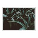 Ver imagem 1 de Aloê:Branca/42 x 29.7 cm