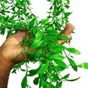 Ver imagem 5 de Trepadeira Artificial Ciriguela Pendente