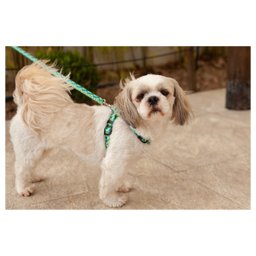 Coleira Cachorros com Guia Monstrinhos M Style - 5