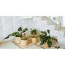 Ver imagem 4 de Vaso Classic Cilindro Ferrugem 40