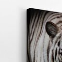 Ver imagem 3 de Tigre Branco Foto Animal Decorativo Quadro Canvas 120x80cm