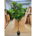 Ver imagem 2 de Planta Artificial Ficus Lyrata Planta Real Toque 1.80m, Planta Decorativa para Casa e Eventos.