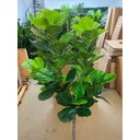 Ver imagem 5 de Planta Artificial Ficus Lyrata Planta Real Toque 1.80m, Planta Decorativa para Casa e Eventos.