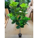 Ver imagem 3 de Planta Artificial Ficus Lyrata Planta Real Toque 1.80m, Planta Decorativa para Casa e Eventos.